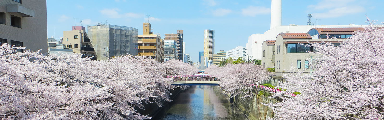 A shallow body of water is surrounded by blooming pink cherry blossoms. Many skyscrapers are visible in the background. 